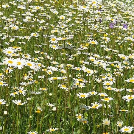 Διαμέρισμα Krista Seeboden