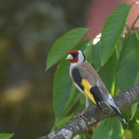 Krista * سيبودن