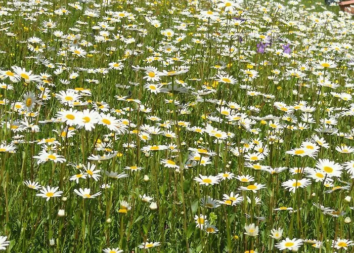 Apartament Krista Seeboden